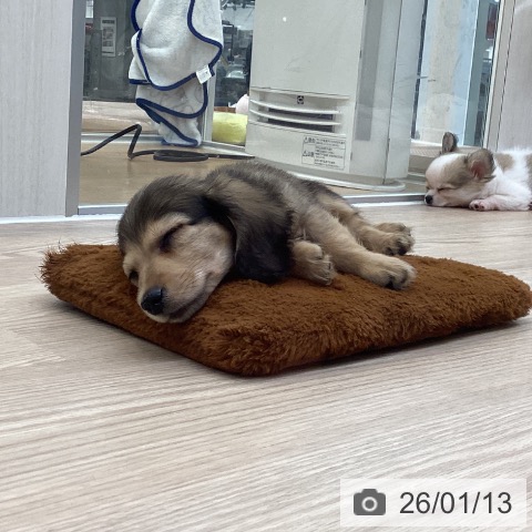 大阪府のミニチュアダックスフンド(ロング) (ペットプラス ららぽーと和泉店/2025年10月29日生まれ/男の子/レッド)の子犬の3枚目の画像