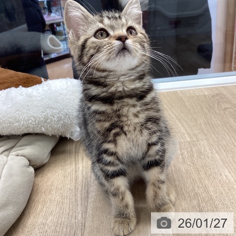 愛媛県のマンチカン (ペットプラス 新居浜店/2025年10月20日生まれ/女の子/ブラウンタビー)の子猫の4枚目の画像