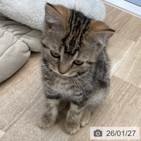 愛媛県のマンチカン (ペットプラス 新居浜店/2025年10月20日生まれ/女の子/ブラウンタビー)の子猫の3枚目の画像