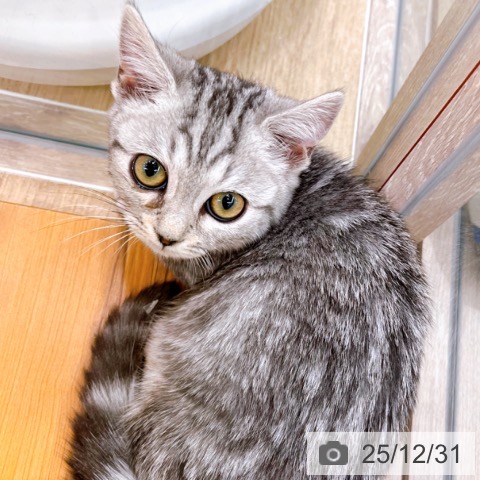 大阪府のマンチカン (ペットプラス イオン大日店/2025年10月20日生まれ/女の子/シルバータビー)の子猫の4枚目の画像