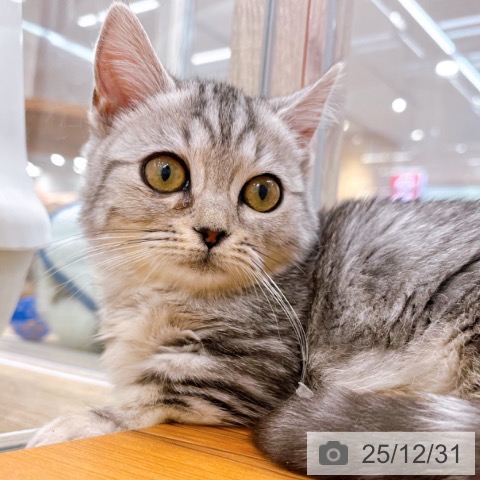 大阪府のマンチカン (ペットプラス イオン大日店/2025年10月20日生まれ/女の子/シルバータビー)の子猫の3枚目の画像