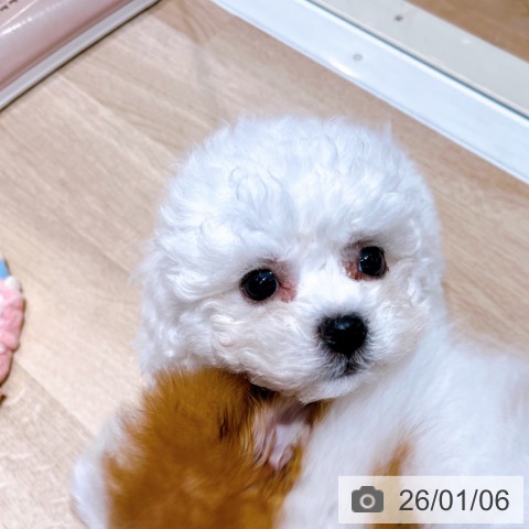 大阪府のビションフリーゼ (ペットプラス イオン大日店/2025年10月28日生まれ/男の子/ホワイト)の子犬の3枚目の画像