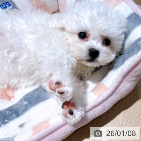 大阪府のビションフリーゼ (ペットプラス イオン大日店/2025年10月28日生まれ/男の子/ホワイト)の子犬の3枚目の画像