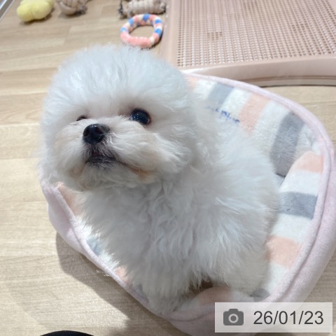 大阪府のビションフリーゼ (ペットプラス イオン大日店/2025年10月28日生まれ/男の子/ホワイト)の子犬の4枚目の画像