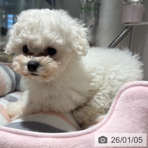 兵庫県のビションフリーゼ (ペットプラス 神戸三宮店/2025年10月28日生まれ/男の子/ホワイト)の子犬の4枚目の画像