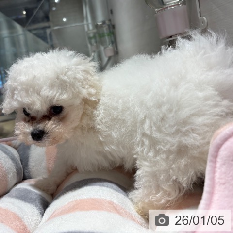 兵庫県のビションフリーゼ (ペットプラス 神戸三宮店/2025年10月28日生まれ/男の子/ホワイト)の子犬の3枚目の画像