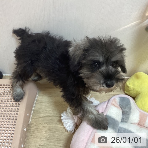 京都府のミニチュアシュナウザー (ペットプラス イオンモールKYOTO店/2025年10月24日生まれ/女の子/ソルトペッパー)の子犬の4枚目の画像