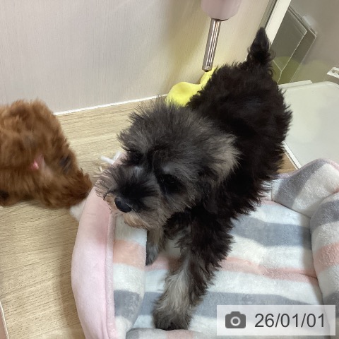 京都府のミニチュアシュナウザー (ペットプラス イオンモールKYOTO店/2025年10月24日生まれ/女の子/ソルトペッパー)の子犬の3枚目の画像