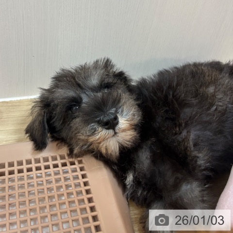 京都府のミニチュアシュナウザー (ペットプラス イオンモールKYOTO店/2025年10月24日生まれ/女の子/ソルトペッパー)の子犬の4枚目の画像