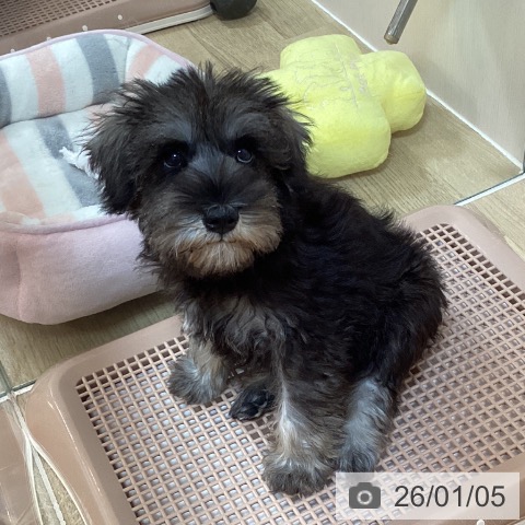 京都府のミニチュアシュナウザー (ペットプラス イオンモールKYOTO店/2025年10月24日生まれ/女の子/ソルトペッパー)の子犬の3枚目の画像