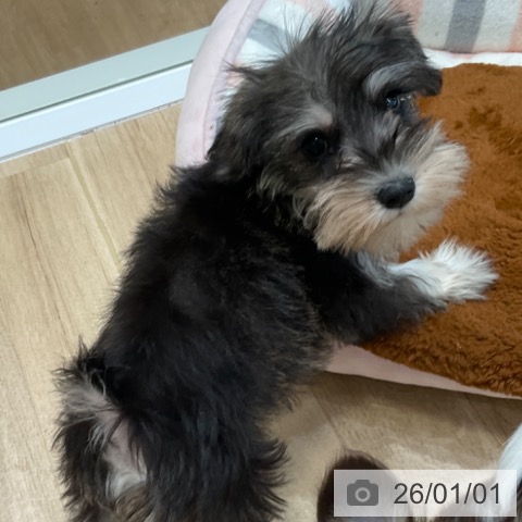 大阪府のミニチュアシュナウザー (ペットプラス 堺北花田店/2025年10月24日生まれ/女の子/ソルトペッパー)の子犬の4枚目の画像