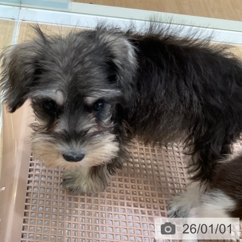 大阪府のミニチュアシュナウザー (ペットプラス 堺北花田店/2025年10月24日生まれ/女の子/ソルトペッパー)の子犬の3枚目の画像