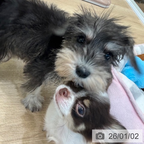 大阪府のミニチュアシュナウザー (ペットプラス 堺北花田店/2025年10月24日生まれ/女の子/ソルトペッパー)の子犬の4枚目の画像