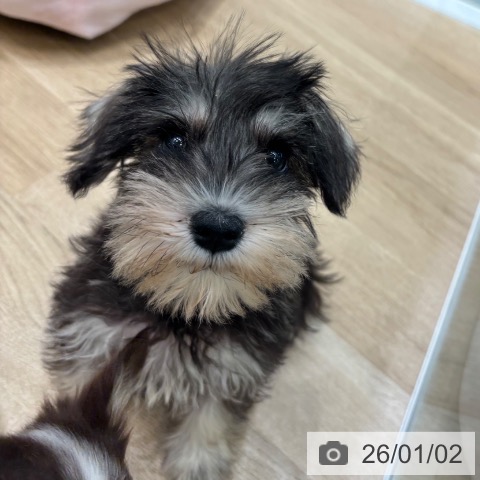 大阪府のミニチュアシュナウザー (ペットプラス 堺北花田店/2025年10月24日生まれ/女の子/ソルトペッパー)の子犬の3枚目の画像