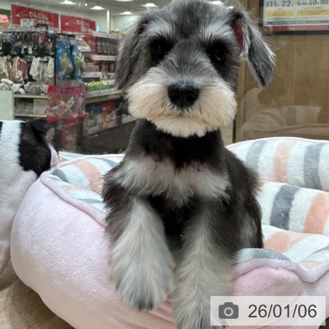 大阪府のミニチュアシュナウザー (ペットプラス 堺北花田店/2025年10月24日生まれ/女の子/ソルトペッパー)の子犬の3枚目の画像