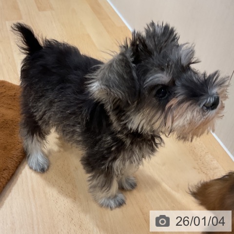 奈良県のミニチュアシュナウザー (ペットプラス 大和郡山店/2025年10月24日生まれ/女の子/ソルトペッパー)の子犬の3枚目の画像