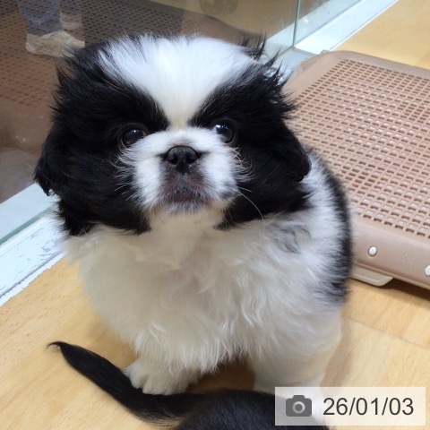 奈良県のペキニーズ (ペットプラス 大和郡山店/2025年10月31日生まれ/男の子/パーティーカラー)の子犬の3枚目の画像