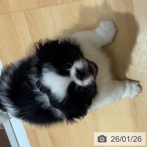 奈良県のペキニーズ (ペットプラス 大和郡山店/2025年10月31日生まれ/男の子/パーティーカラー)の子犬の3枚目の画像