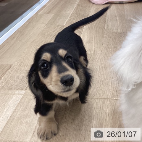 大阪府のミニチュアダックスフンド(ロング) (ペットプラス りんくう泉南店/2025年10月28日生まれ/男の子/ブラックイエロー)の子犬の3枚目の画像