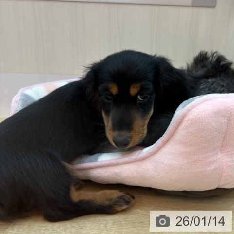 ミニチュア・ダックスフンドの写真