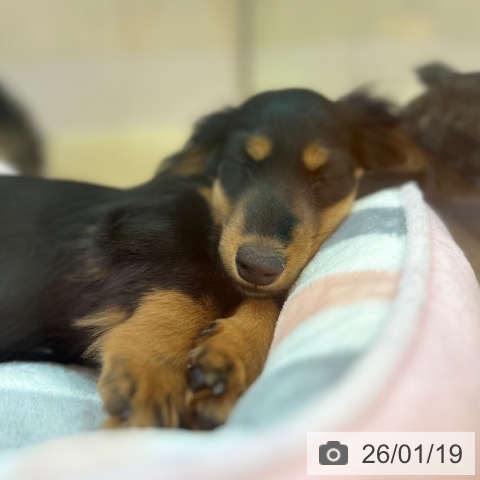 ミニチュア・ダックスフンドの写真