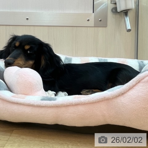 ミニチュア・ダックスフンドの写真