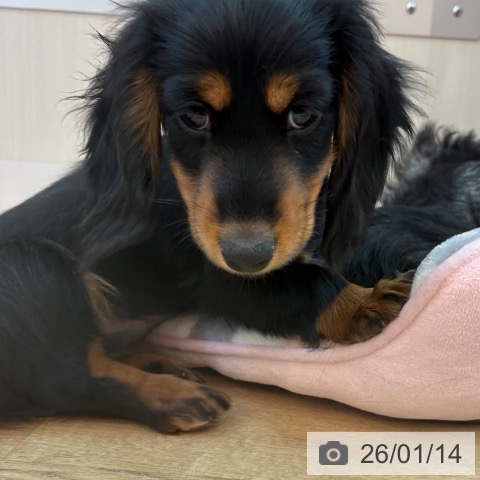 ミニチュア・ダックスフンドの写真