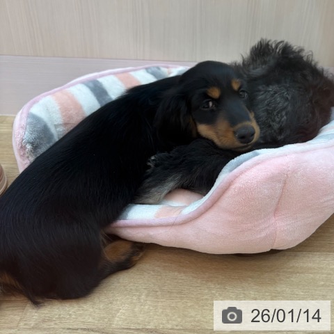 兵庫県のミニチュアダックスフンド(ロング) (ペットプラス 姫路大津店/2025年10月28日生まれ/男の子/ブラックタン)の子犬の4枚目の画像