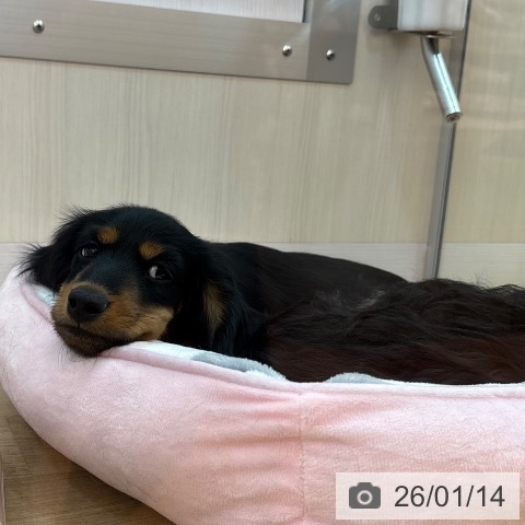 兵庫県のミニチュアダックスフンド(ロング) (ペットプラス 姫路大津店/2025年10月28日生まれ/男の子/ブラックタン)の子犬の3枚目の画像