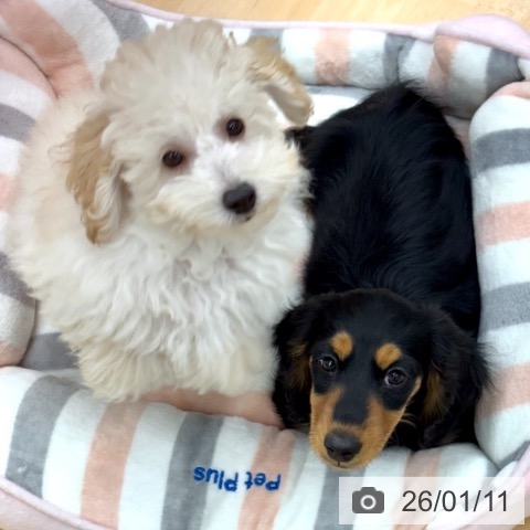 ミニチュア・ダックスフンドの写真