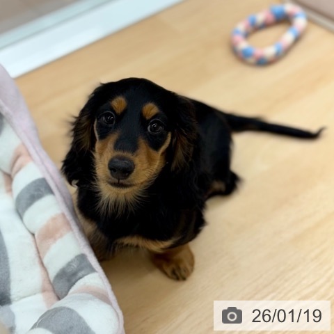 ミニチュア・ダックスフンドの写真