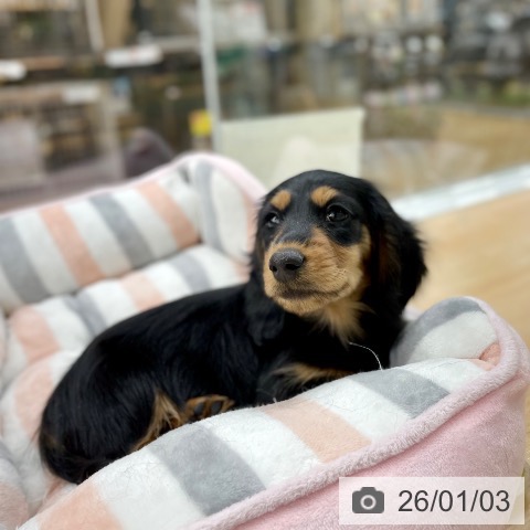 京都府のミニチュアダックスフンド(ロング) (ペットプラス 醍醐店/2025年10月28日生まれ/男の子/ブラックタン)の子犬の3枚目の画像