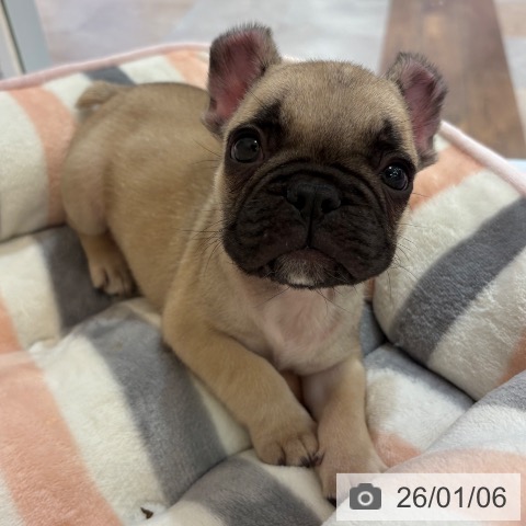 大阪府のフレンチブルドッグ (ペットプラス 大阪ドームシティ店/2025年10月25日生まれ/男の子/フォーン)の子犬の4枚目の画像