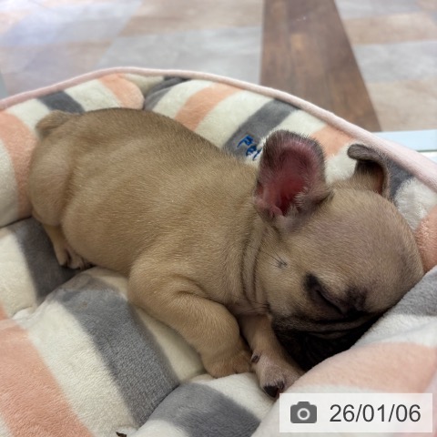 大阪府のフレンチブルドッグ (ペットプラス 大阪ドームシティ店/2025年10月25日生まれ/男の子/フォーン)の子犬の3枚目の画像