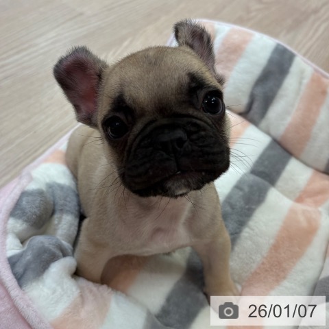 大阪府のフレンチブルドッグ (ペットプラス 大阪ドームシティ店/2025年10月25日生まれ/男の子/フォーン)の子犬の3枚目の画像