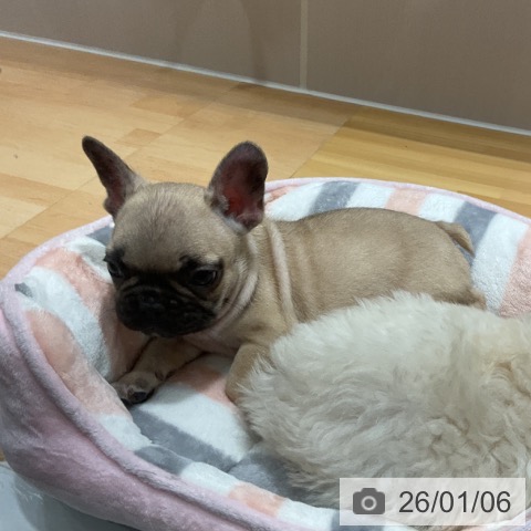 奈良県のフレンチブルドッグ (ペットプラス 大和郡山店/2025年10月25日生まれ/男の子/フォーン)の子犬の3枚目の画像