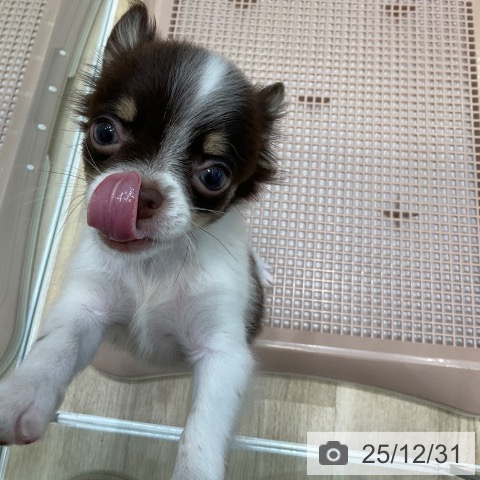 大阪府のチワワ(ロング) (ペットプラス 堺北花田店/2025年10月3日生まれ/男の子/チョコレートホワイトタン)の子犬の4枚目の画像