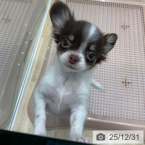 大阪府のチワワ(ロング) (ペットプラス 堺北花田店/2025年10月3日生まれ/男の子/チョコレートホワイトタン)の子犬の3枚目の画像