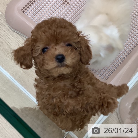 大阪府のトイプードル(トイ) (ペットプラス 鶴見店/2025年10月31日生まれ/女の子/レッドフォーン)の子犬の4枚目の画像