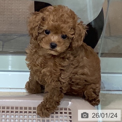 大阪府のトイプードル(トイ) (ペットプラス 鶴見店/2025年10月31日生まれ/女の子/レッドフォーン)の子犬の3枚目の画像