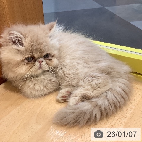 岡山県のエキゾチック (ペットプラス 岡山店/2025年10月31日生まれ/男の子/クリーム)の子猫の3枚目の画像