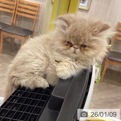 岡山県のエキゾチック (ペットプラス 岡山店/2025年10月31日生まれ/男の子/クリーム)の子猫の4枚目の画像