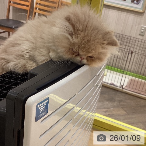 岡山県のエキゾチック (ペットプラス 岡山店/2025年10月31日生まれ/男の子/クリーム)の子猫の3枚目の画像