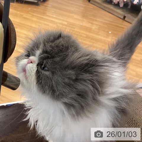 京都府のエキゾチック (ペットプラス イオンモールKYOTO店/2025年10月31日生まれ/男の子/ブルーホワイト)の子猫の4枚目の画像