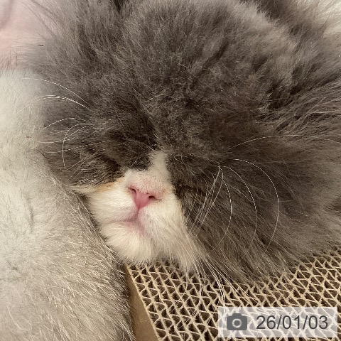 京都府のエキゾチック (ペットプラス イオンモールKYOTO店/2025年10月31日生まれ/男の子/ブルーホワイト)の子猫の3枚目の画像