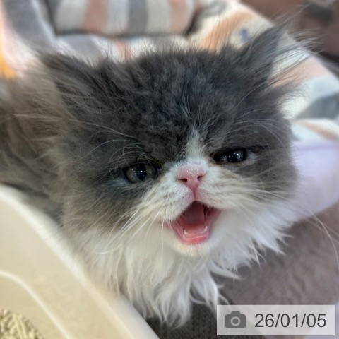 京都府のエキゾチック (ペットプラス イオンモールKYOTO店/2025年10月31日生まれ/男の子/ブルーホワイト)の子猫の4枚目の画像