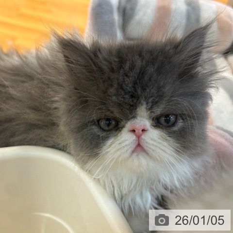 京都府のエキゾチック (ペットプラス イオンモールKYOTO店/2025年10月31日生まれ/男の子/ブルーホワイト)の子猫の3枚目の画像