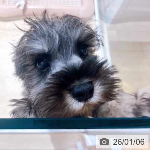 大阪府のミニチュアシュナウザー (ペットプラス イオン大日店/2025年11月1日生まれ/男の子/ソルトペッパー)の子犬の4枚目の画像