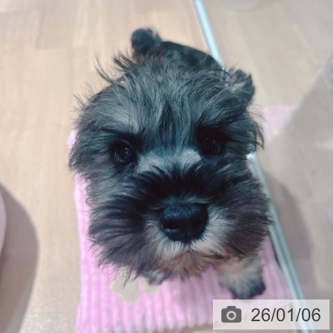 大阪府のミニチュアシュナウザー (ペットプラス イオン大日店/2025年11月1日生まれ/男の子/ソルトペッパー)の子犬の3枚目の画像