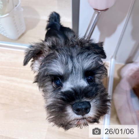 大阪府のミニチュアシュナウザー (ペットプラス イオン大日店/2025年11月1日生まれ/男の子/ソルトペッパー)の子犬の4枚目の画像